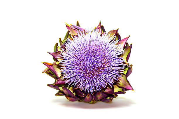 Purple flowering artichoke close up