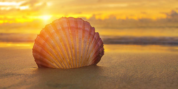 istock Beautiful beach with sunrise background. Focus on sea shell. 488522404