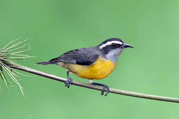 Side view of Bananaquit
