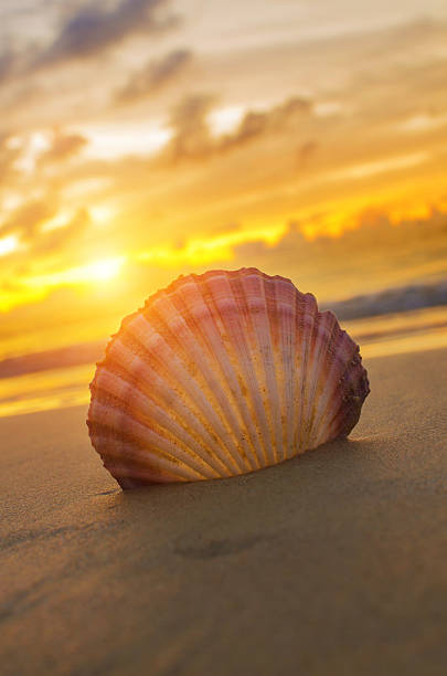 istock Beautiful beach with sunrise background. Focus on sea shell. 488522582