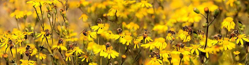Panorama of bees collecting honey on a wild flower, commonly known as the \