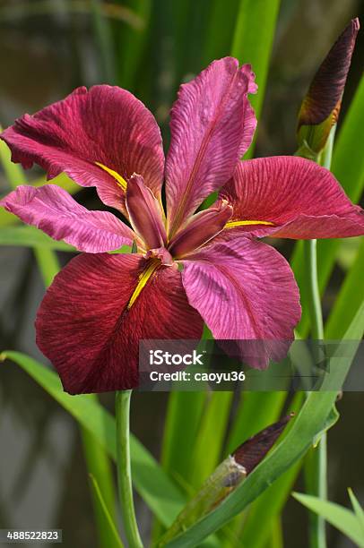 Fiore Rosso Gladiolo Fiori - Fotografie stock e altre immagini di Ambientazione esterna - Ambientazione esterna, Bellezza, Bellezza naturale