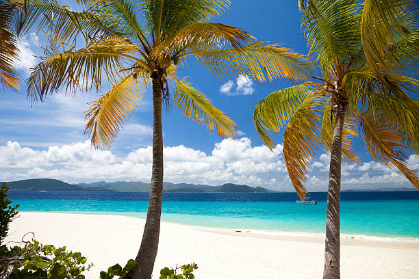 istock palm trees at Sandy Cay, British Virgin Islands 488522921