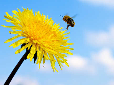 Bee flying at dandelion