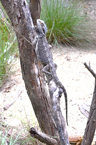 A frillneck lizard poses on a branch in Queensland, Australia.