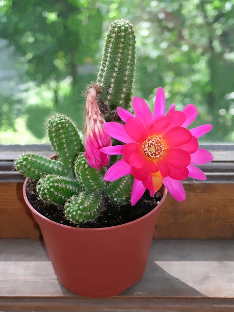 echinocereus cactus с красивый цветок - single flower flower cactus hedgehog cactus стоковые фото и изображения