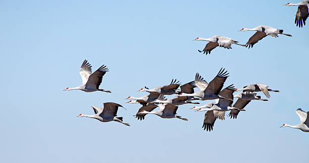 istock Sandhill Cranes in Flight, Arizona 488524337