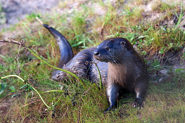 Neotropical Otter  Neotropical Otter near a river lontra longicaudis stock pictures, royalty-free photos & images