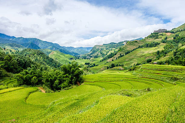 istock Rice fields on terrace at SAPA, Lao Cai, Vietnam 488524556