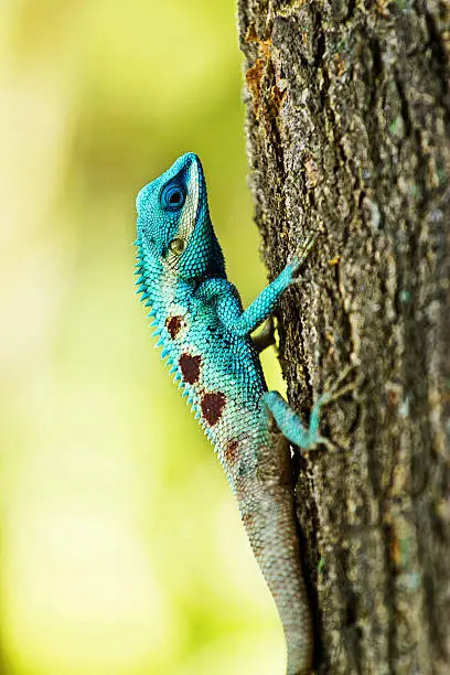 Photo of Blue iguana on tree branch