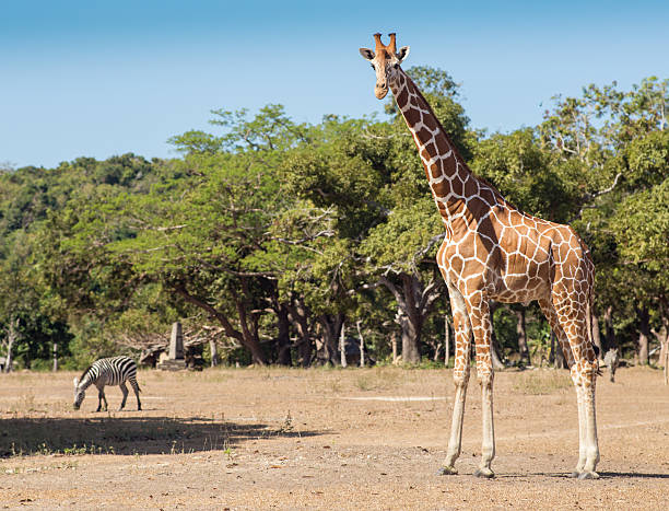 istock group of Rothschild's giraffes 488524796