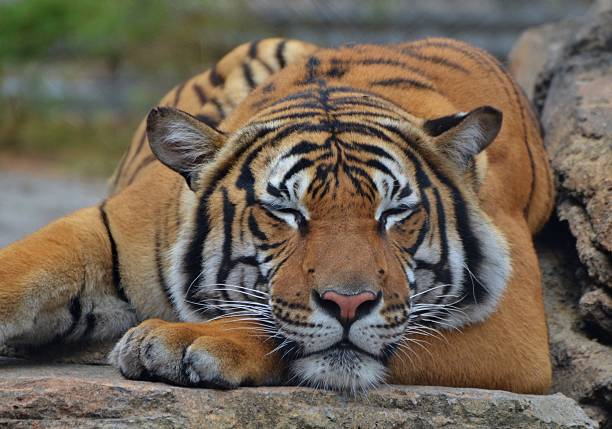 Sleeping Tiger stock photo