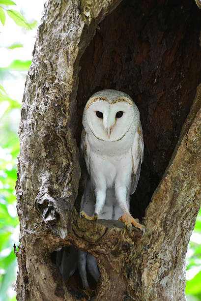 istock Barn owl looks out of a hole in a tree 488524950