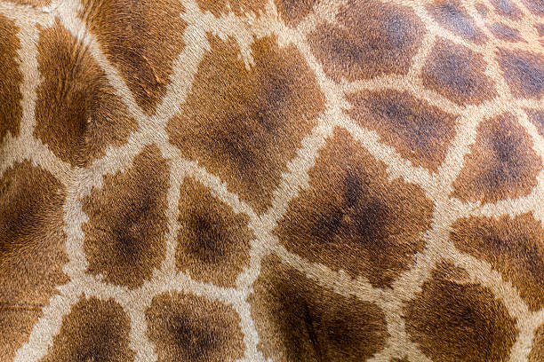 istock textured skin of giraffe 488525287