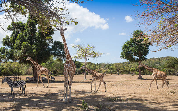 istock group of Rothschild's giraffes 488525714