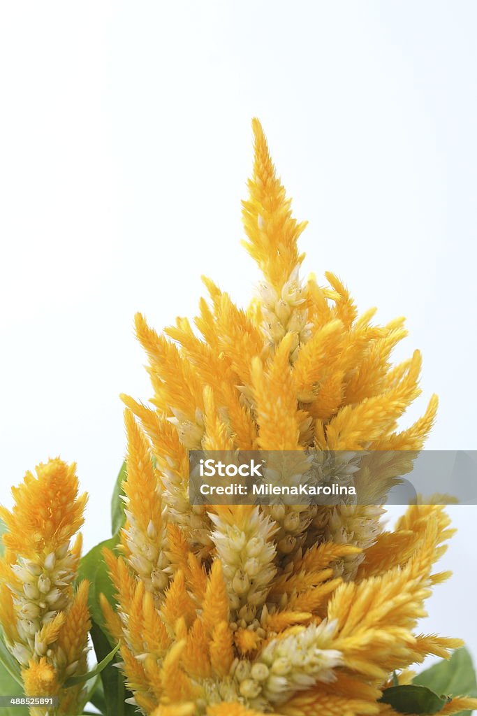 Fiore di Celosia - Foto stock royalty-free di Amarantino perpetuino