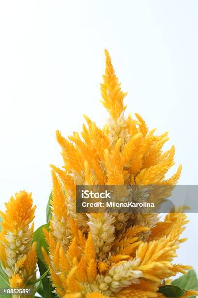 Fiore Di Celosia - Fotografie stock e altre immagini di Amarantino perpetuino - Amarantino perpetuino, Ambientazione esterna, Asparagina