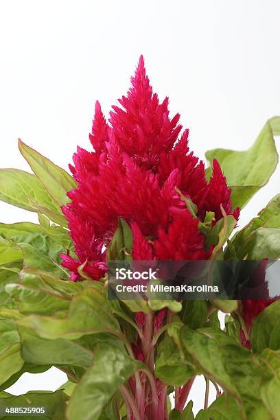 Fiori Celosia - Fotografie stock e altre immagini di Amarantino perpetuino - Amarantino perpetuino, Ambientazione esterna, Asparagina