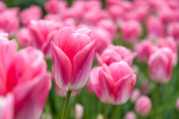 Tulipa flor-de-rosa - foto de acervo