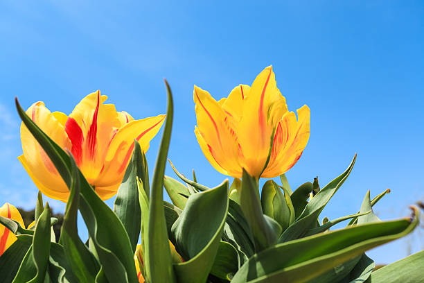 istock yellow tulips over the blue sky 488526261