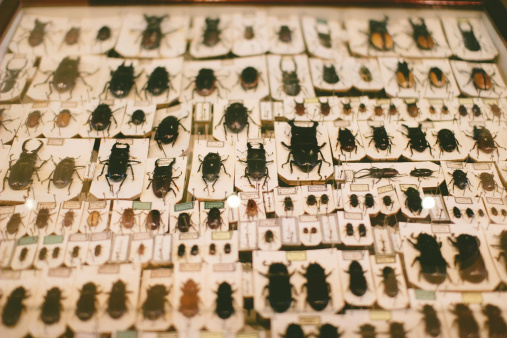 A collection of pinned, preserved insects (beetles)