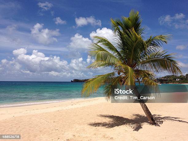 Solitary Palm Tree Stock Photo - Download Image Now - 2015, Antigua ...