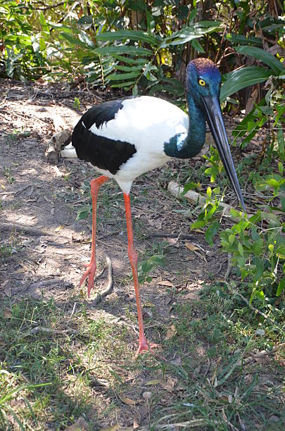 istock Full view of black-necked stork 488527658