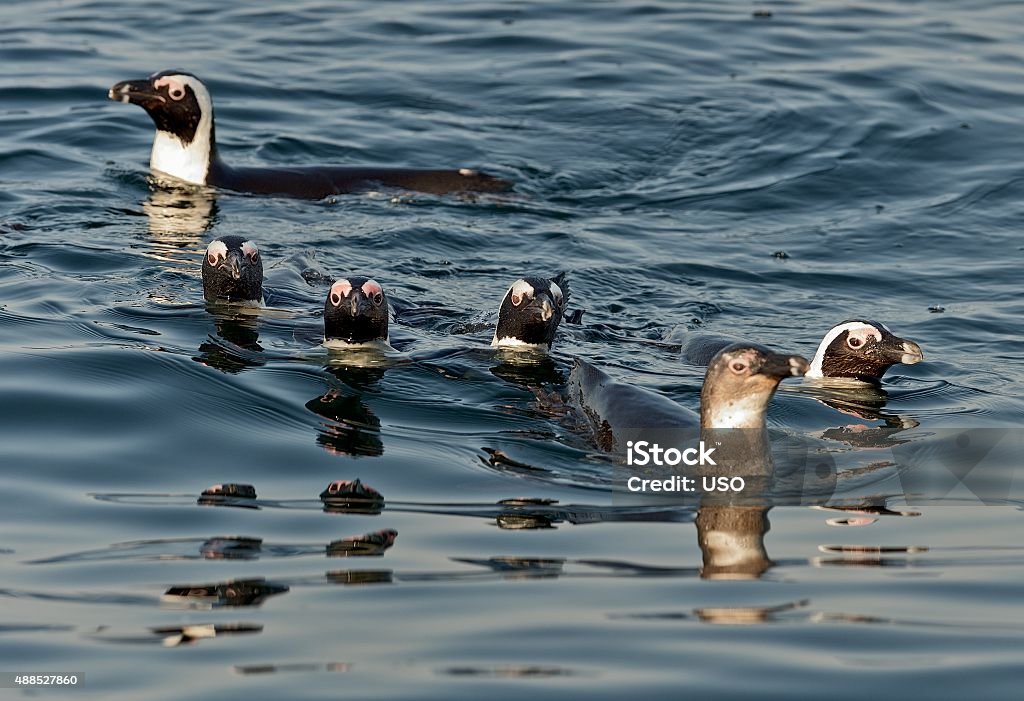 Swimming penguins. Swimming penguins. The African penguin (Spheniscus demersus), also known as the jackass penguin and black-footed penguin is a species of penguin, confined to southern African waters. 2015 Stock Photo