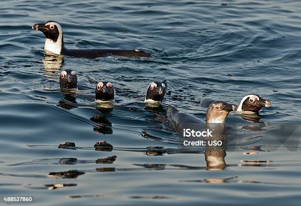 Swimming Penguins Stock Photo - Download Image Now - 2015, Activity, Adult