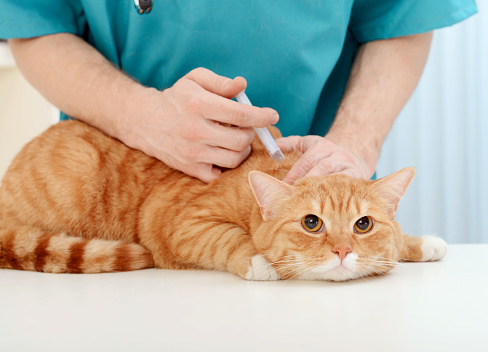 Veterinario médico examinar hermosa adulto cat photo