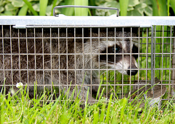 アライグマで獲れたばかりのライブトラップ ストックフォト