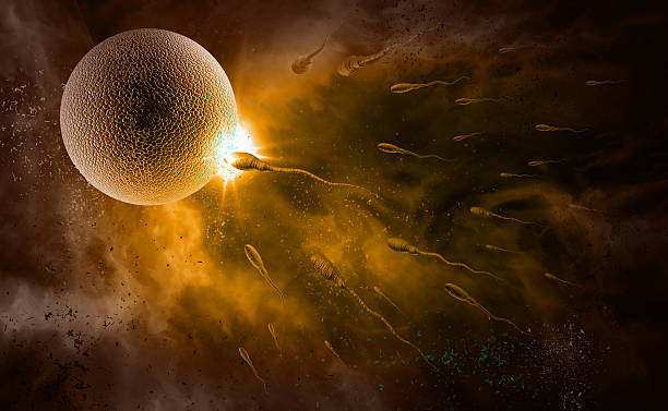 esperma y huevo - ovary human cell cell high scale magnification fotografías e imágenes de stock