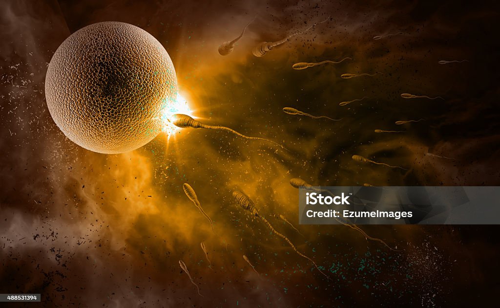Sperm and Egg Swimming sperm race to impregnate a fertile human egg Human Egg Stock Photo