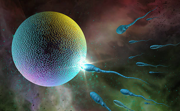 精子と卵 - ovary human cell cell high scale magnification ストックフォトと画像