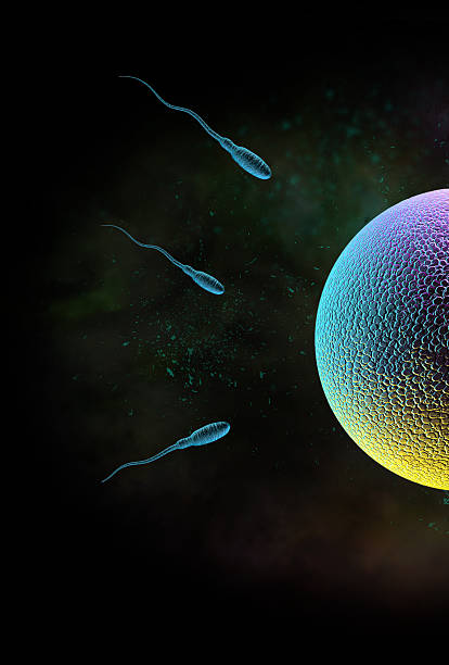 精子と卵 - ovary human cell cell high scale magnification ストックフォトと画像