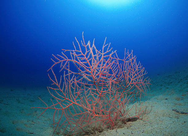 red gorgonian red gorgonian expanse of sand coral gorgonian coral hydra reef stock pictures, royalty-free photos & images
