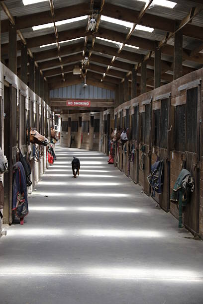 istock Animals: barn with horses, dog running down the hallway 488536870