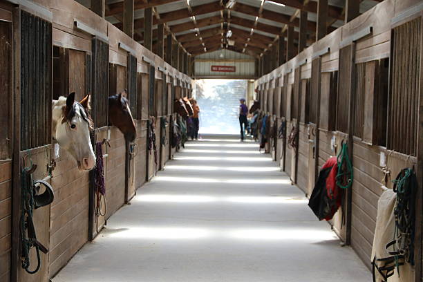 Animals: barn with horses Inside a barn with horses looking out of the stall horse barn stock pictures, royalty-free photos & images