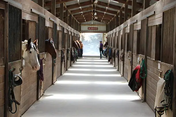 Inside a barn with horses looking out of the stall