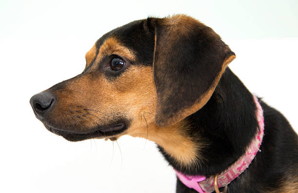 istock Beagle Puppy Portrait 488536938