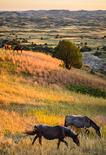 istock Theodore Roosevelt National Park, 488539154