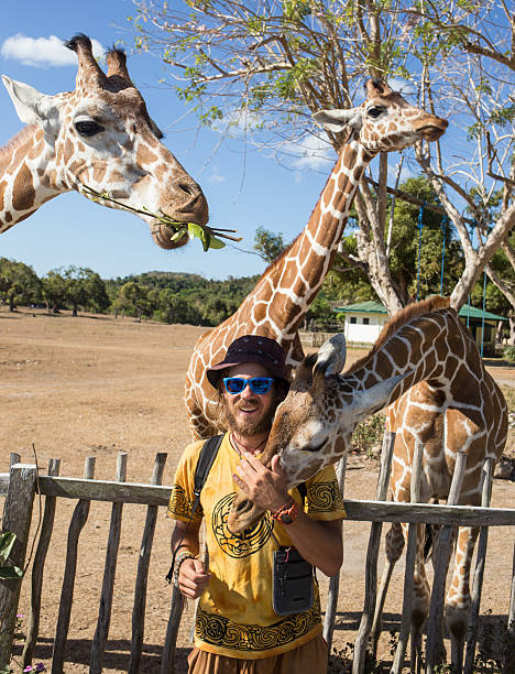 istock Giraffes in Kruger park South Africa 488539192