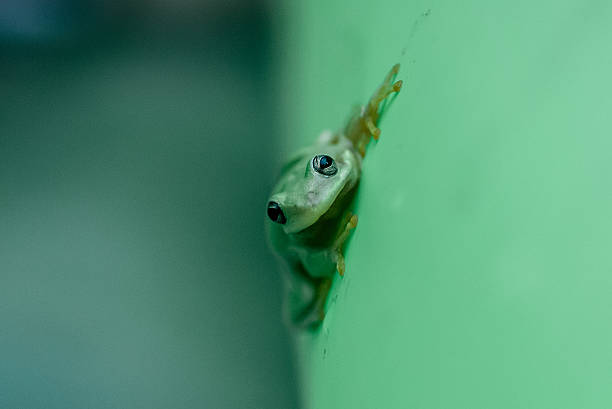 ツリーフロッグ - green treefrog frog common frog tree frog ストックフォトと画像