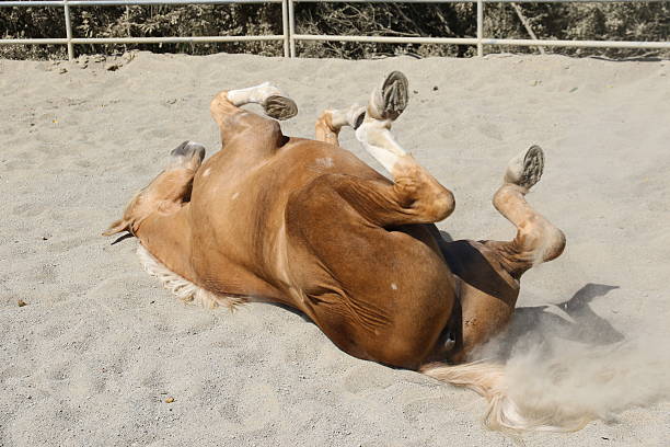 istock Animals: Horse upside down and rolling in the dirt 488539718