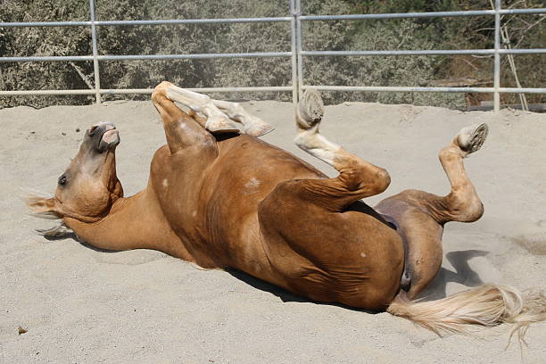 istock Animals: Horse upside down and rolling in the dirt 488539754
