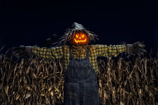 Two friendly smiling scarecrow friends with pumpkin heads in wheat field. Halloween, Thanksgiving concept.