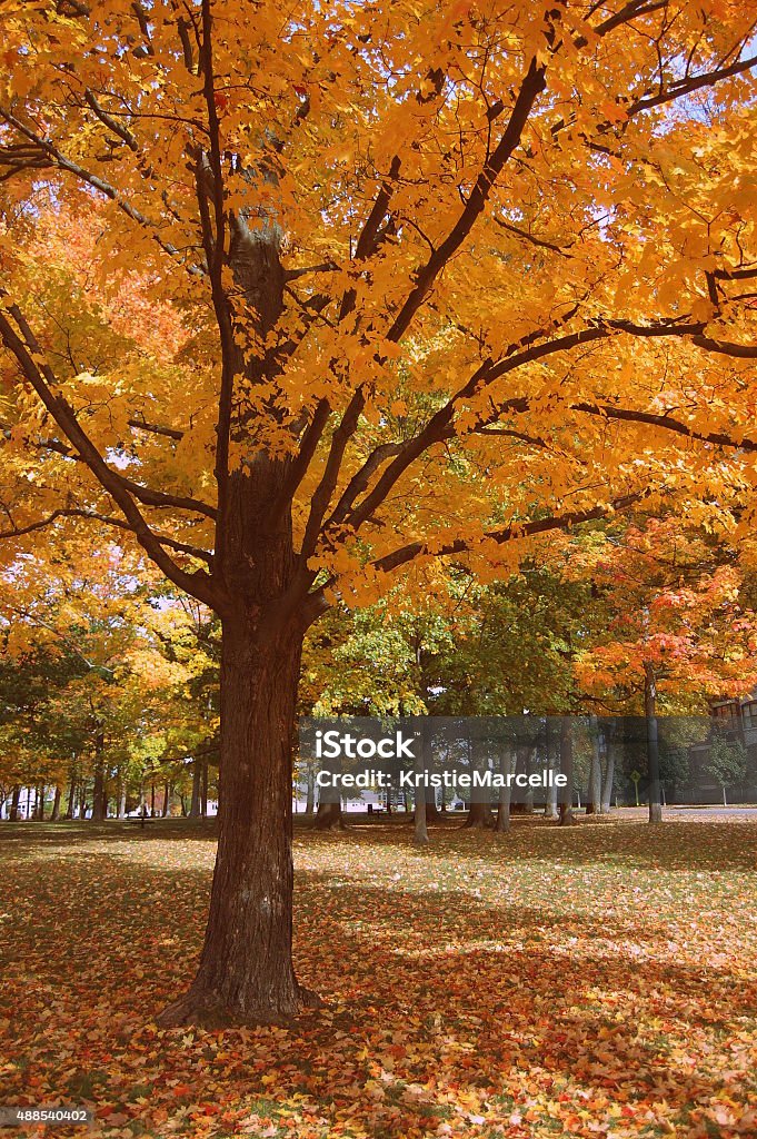 Autumn Tree A Michigan tree at the height of its color in the autumn season. 2015 Stock Photo