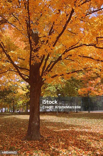 Autumn Tree Stock Photo - Download Image Now - 2015, Autumn, Beauty In Nature