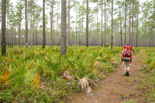 a man hiking in the florida wilderness