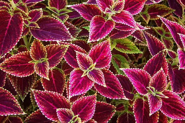 Bright coleus leaves make for a stunning background